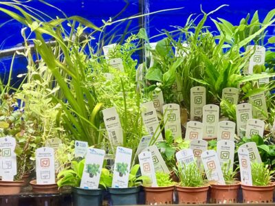 Grand choix de plante au magasin, Acrodog