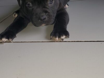 Chiot