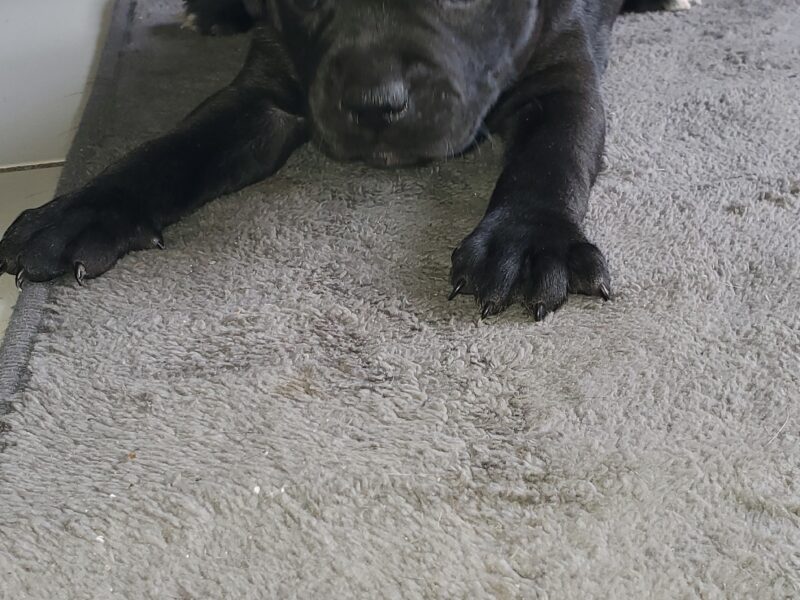 Chiot
