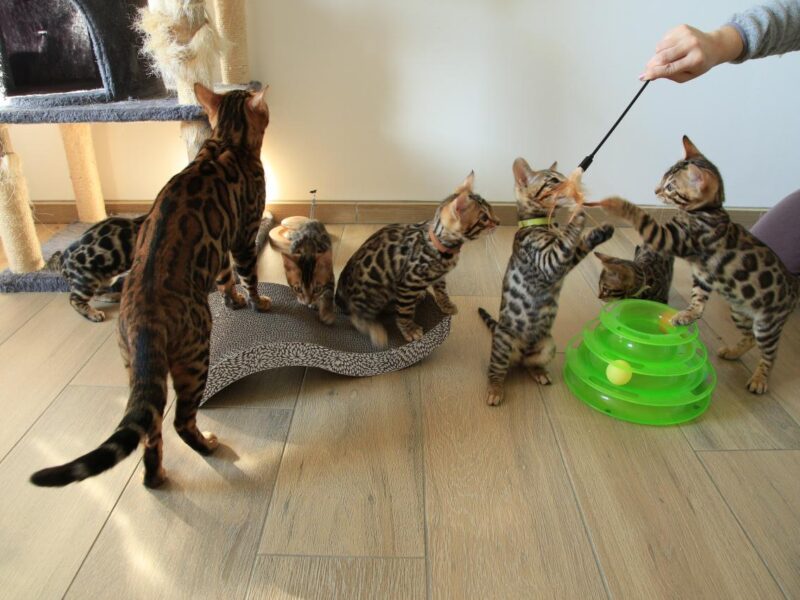 Chatons Bengal