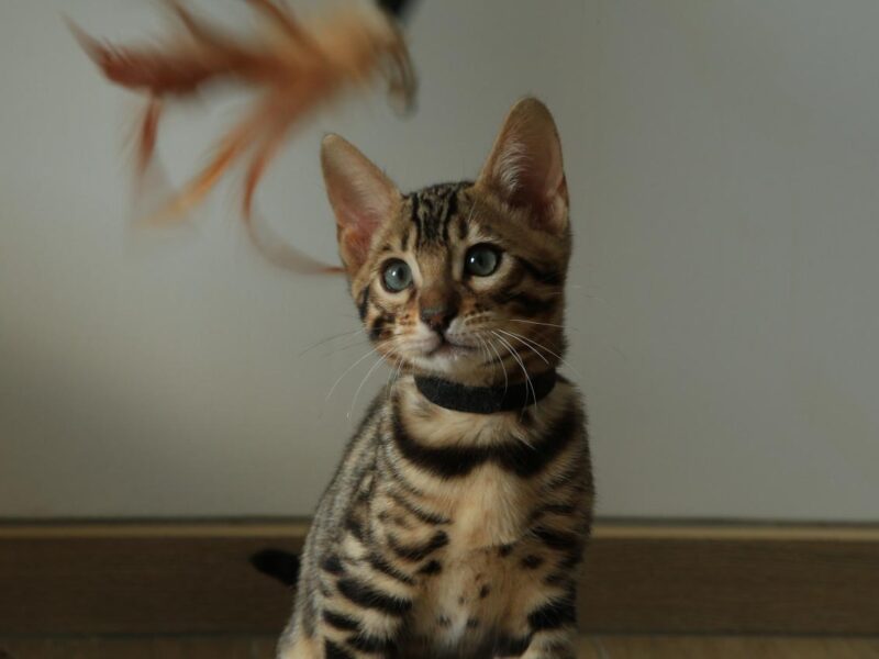 Chatons Bengal