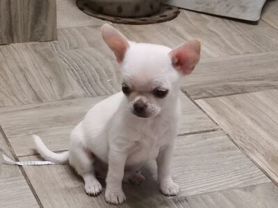 Chiot Chihuahua Pure Race
