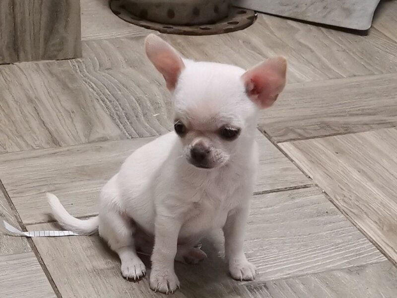 Chiot Chihuahua Pure Race