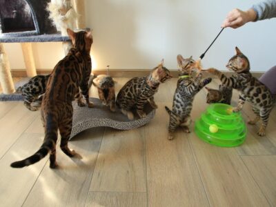 Chaton Bengal