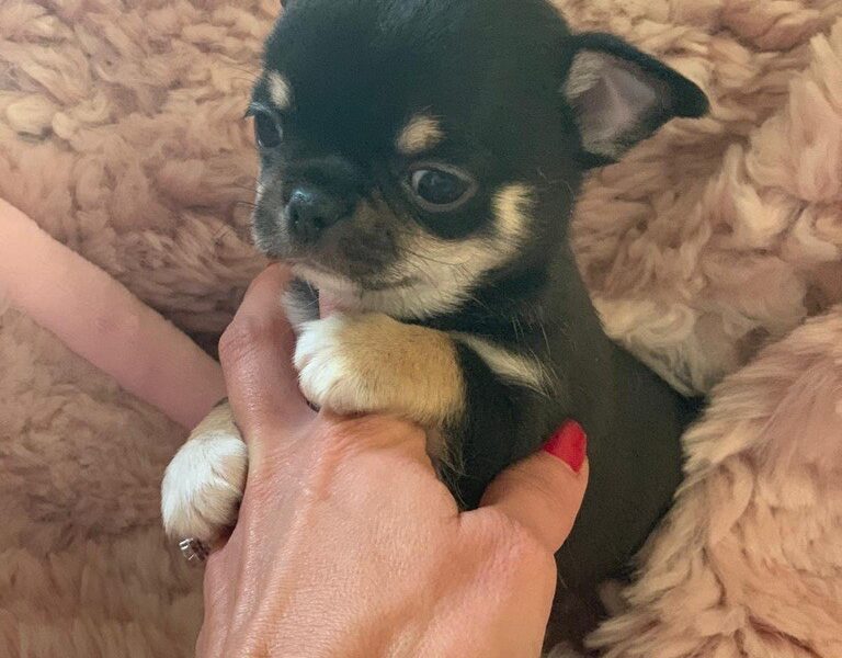 Chiot Chihuahua Pure Race