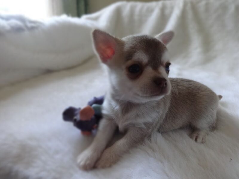 Chiot Chihuahua Pure Race