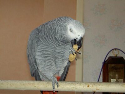 Couple de Perroquet gris du Gabon + Cage
