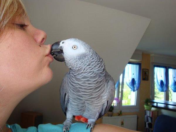 Couple de Perroquet gris du Gabon + Cage